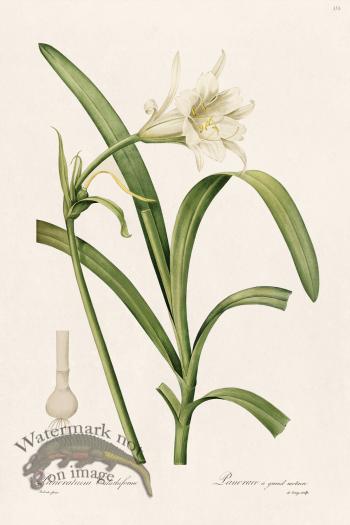 Les Liliacees Redoute 353